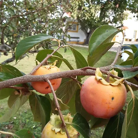 Quintal Do Freixo - Local Appartamento Sobral de Monte Agraço