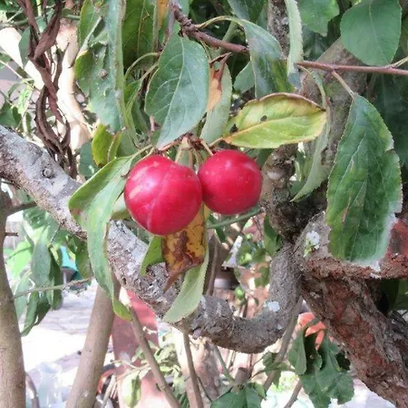 Quintal Do Freixo - Local * Sobral de Monte Agraço