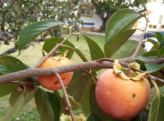 Quintal Do Freixo - Local 公寓 Sobral de Monte Agraço