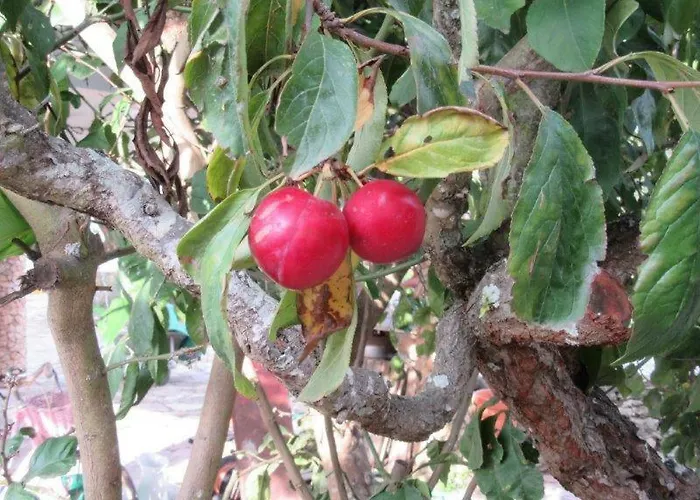 Quintal Do Freixo - Local * Sobral de Monte Agraço